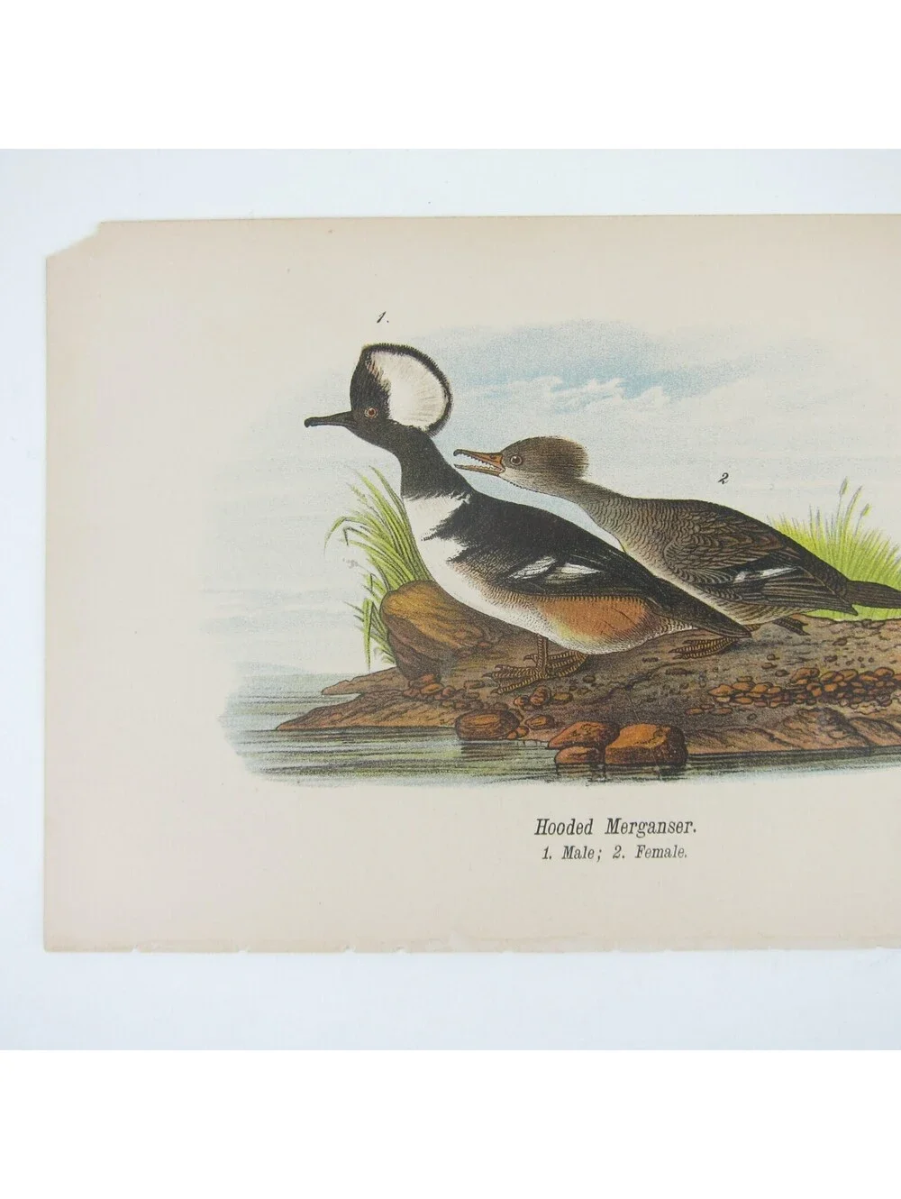N/A bird lithograph